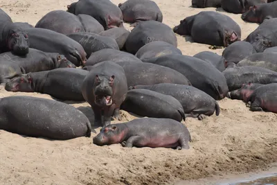 DSC_3647 (Large).JPG